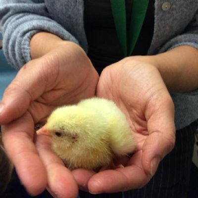 Learning about the life-cycle of chickens
